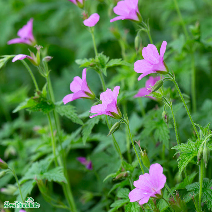 Geranium endressii A-kval