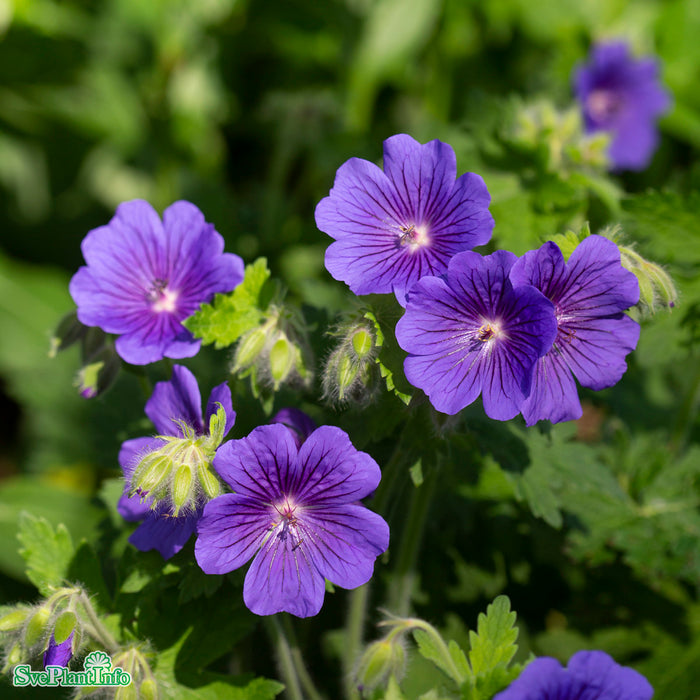 Geranium magnificum 'Rosemoor' A-kval