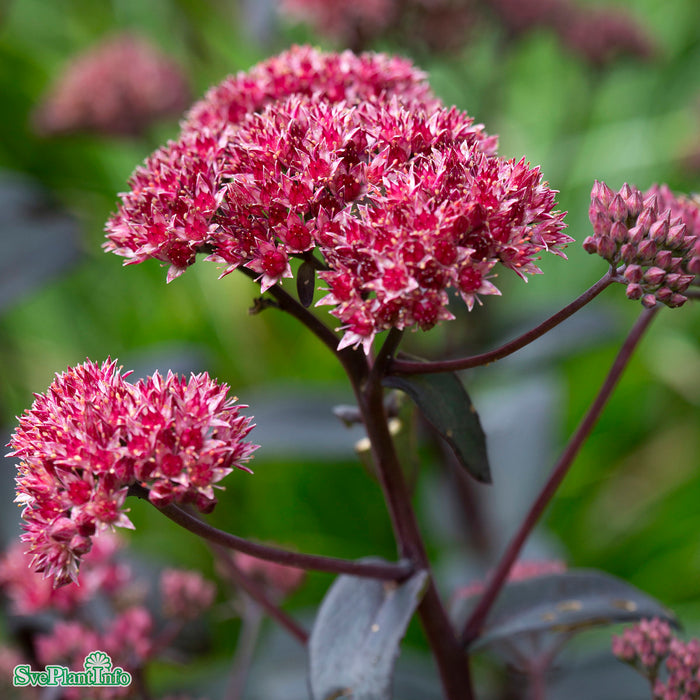 Hylotelephium 'José Aubergine' A-kval
