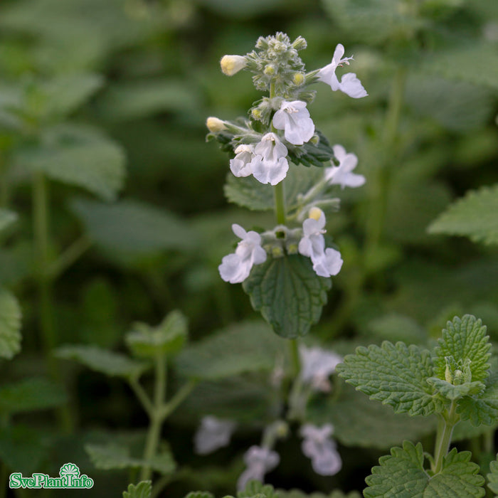 Nepeta racemosa 'Snowflake' A-kval