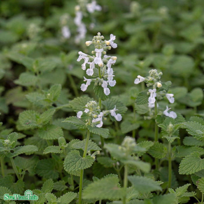Nepeta racemosa 'Snowflake' A-kval
