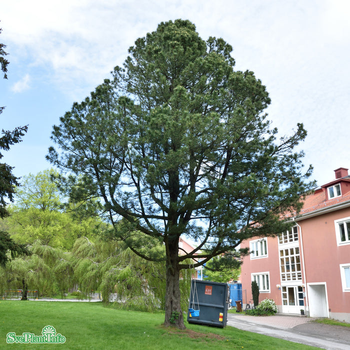 Pinus cembra Solitär Kl 125-150cm