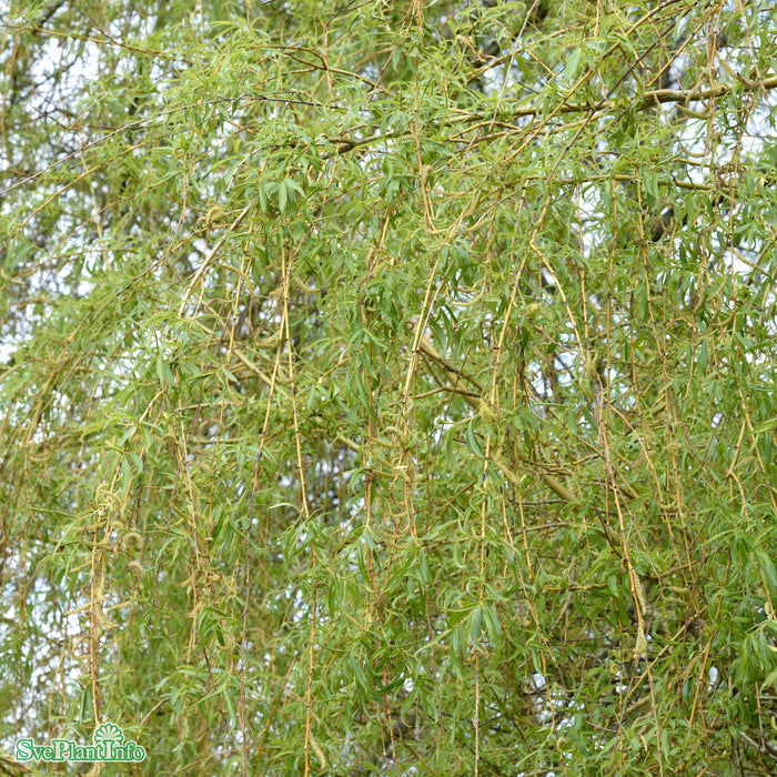 Salix x pendulina 'Elegantissima' Ungträd 200-250cm Co