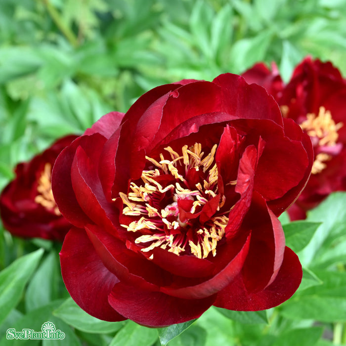 Paeonia 'Buckeye Belle' A-kval C2
