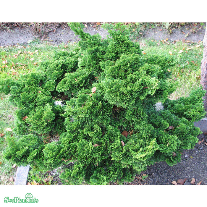 Chamaecyparis obtusa 'Nana Gracilis' C6 25-30cm