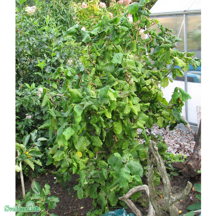 Corylus avellana 'Contorta' Stam C18 80cm