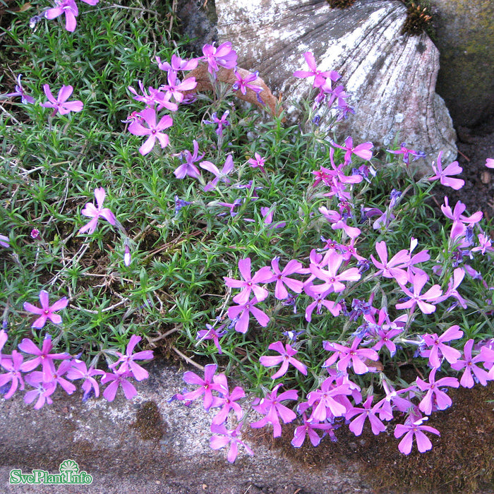 Phlox subulata 'Moerheimii' A-kval