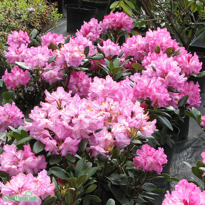 Rhododendron (Yakush.) 'Anuschka' Busk C5