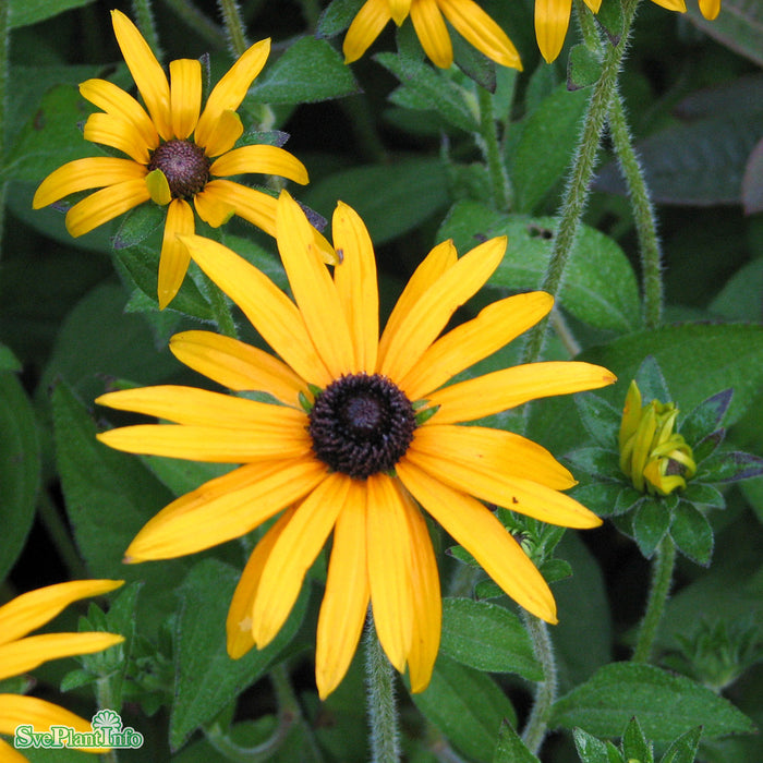 Rudbeckia fulgida var. speciosa 'Goldsturm' A-kval