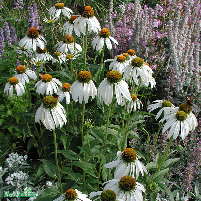 Echinacea purpurea 'Alba' A-kval