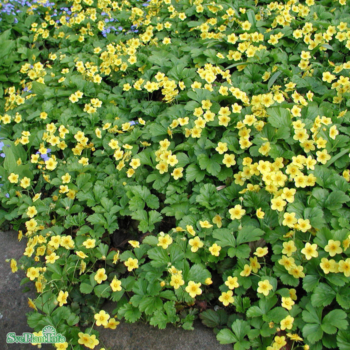 Waldsteinia ternata A-kval