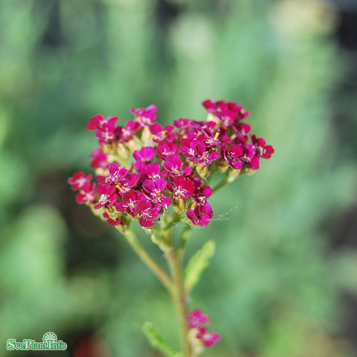 Achillea millefolium 'Cerise Queen' A-kval