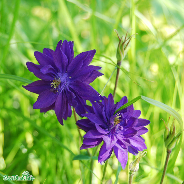 Aquilegia vulgaris 'Blue Barlow' A-kval