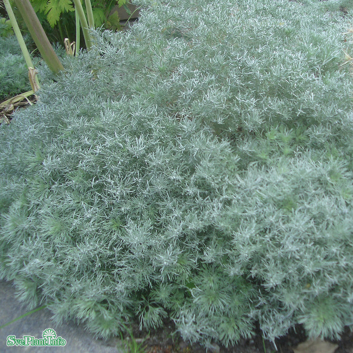 Artemisia schmidtiana 'Nana' A-kval