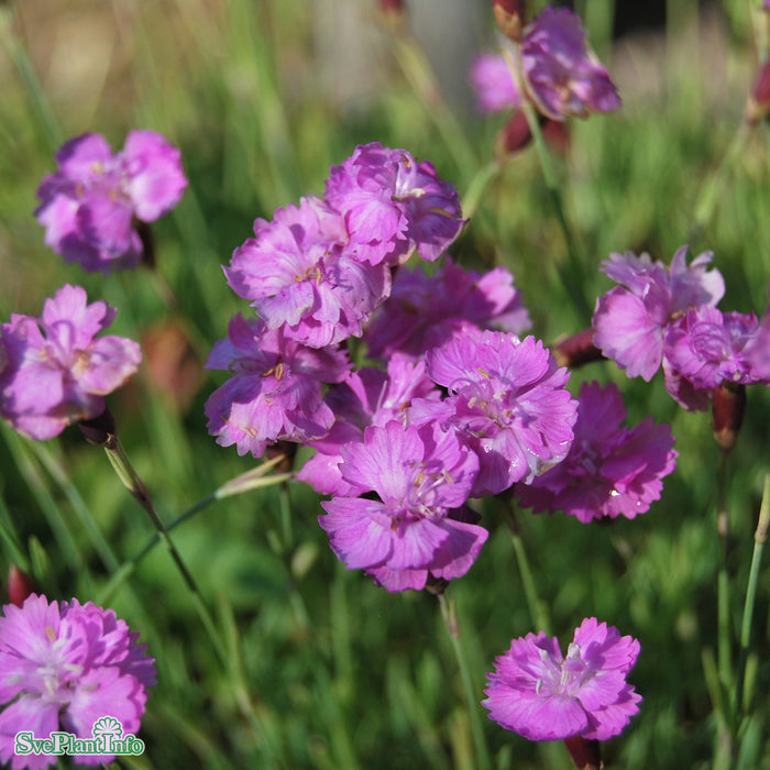 Dianthus gratianopolitanus 'Pink Jewel' A-kval