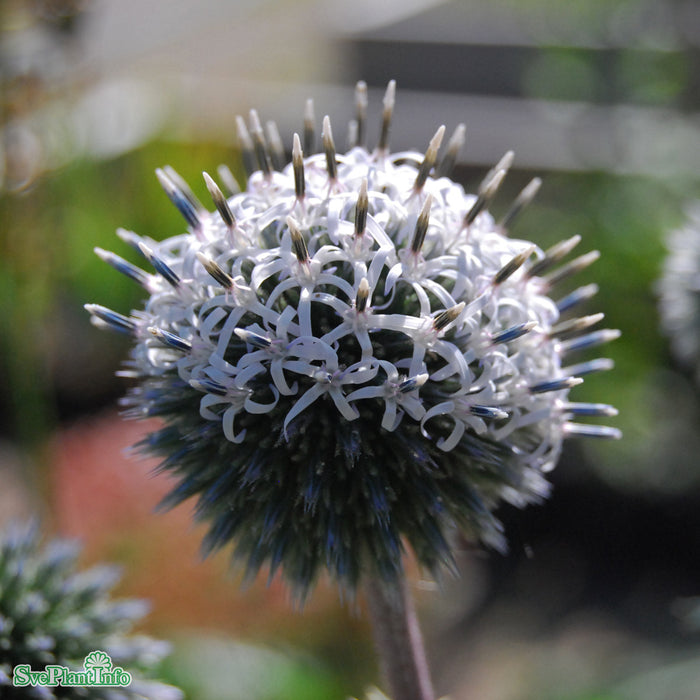 Echinops sphaerocephalus 'Arctic Glow' A-kval