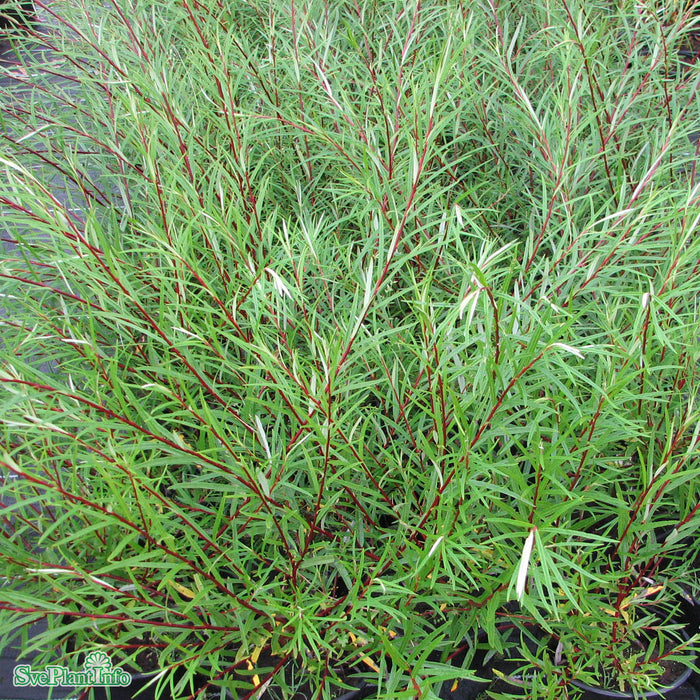 Salix elaeagnos 'Rosmarinifolia' C3 60-100cm