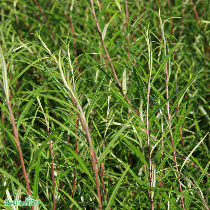 Salix elaeagnos 'Rosmarinifolia' C3 60-100cm