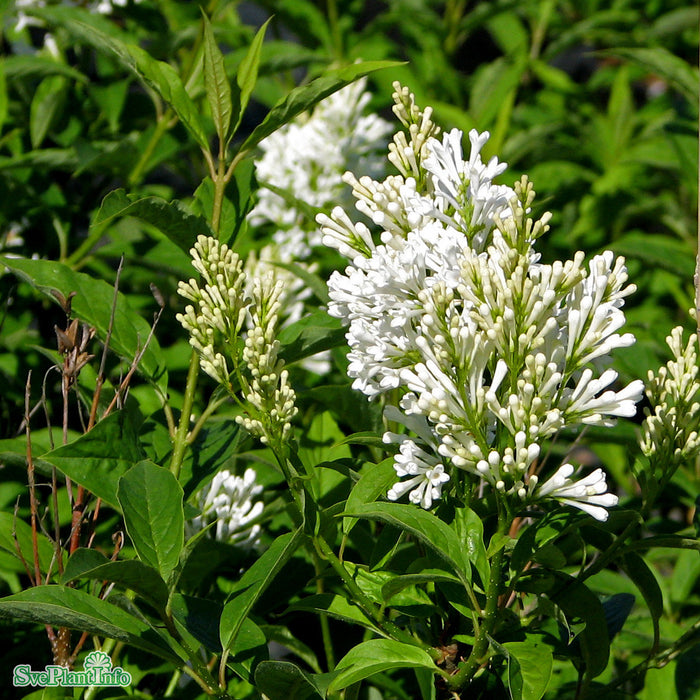 Syringa josikaea 'Holger' C5