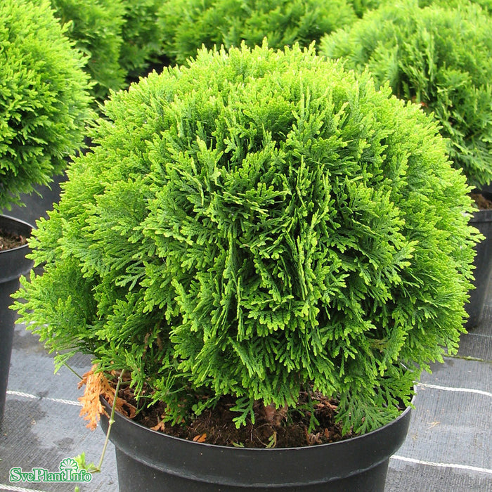 Thuja occidentalis 'Danica' C4,6 25-30cm