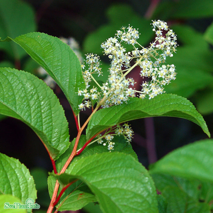 Tripterygium reg. TIARA E A-kval C2