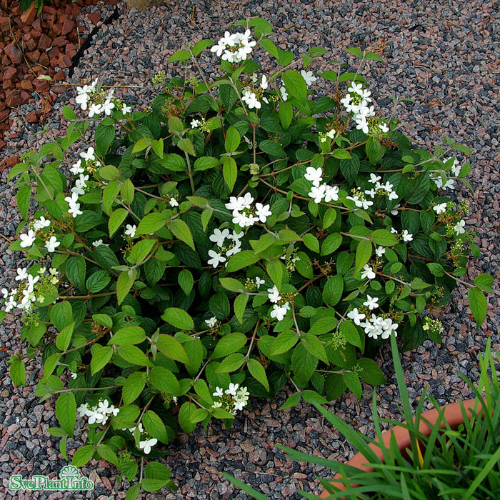 Viburnum plicatum 'Summer Snowflake' Busk C6