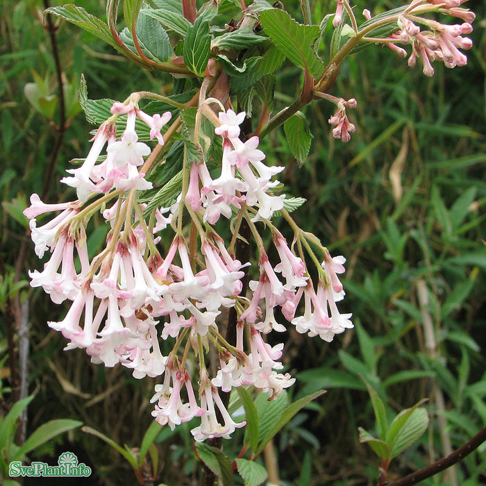 Viburnum x bodnantense 'Charles Lamont' C6,5