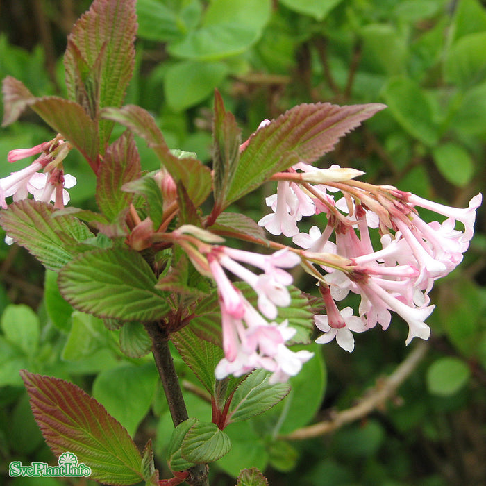 Viburnum bodnantense 'Charles Lamont' Solitär C12 100-150cm