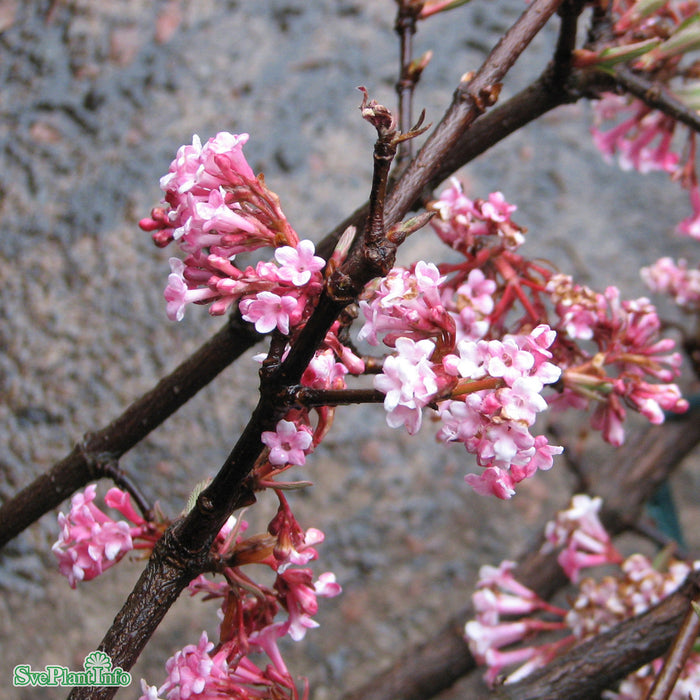 Viburnum x bodnantense 'Charles Lamont' C6,5