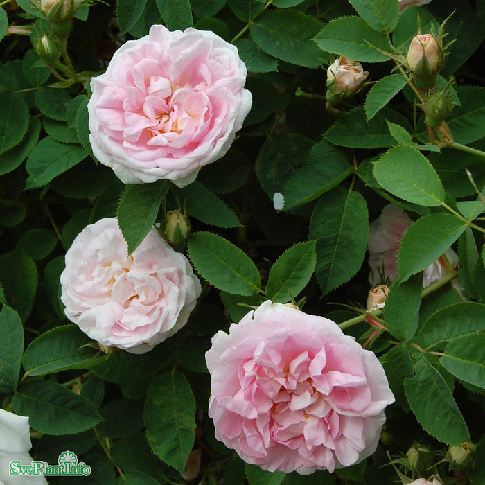 Rosa 'Great Maidens Blush' A kval C4
