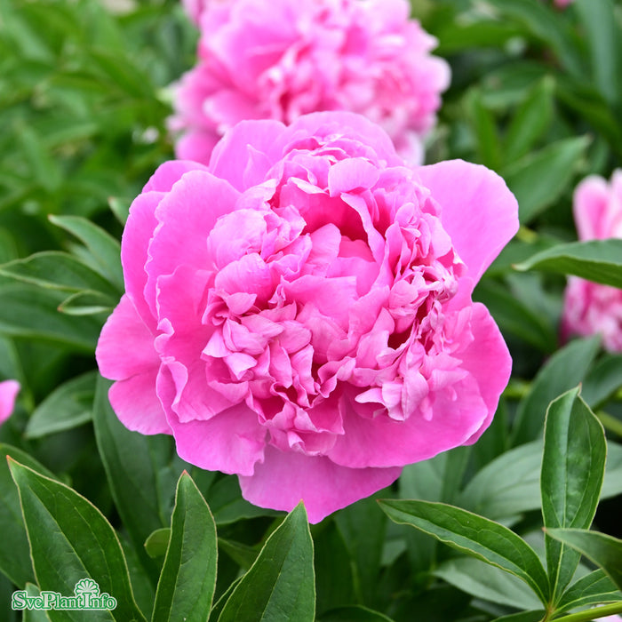 Paeonia lactiflora 'Pink Parfait' A-kval C4
