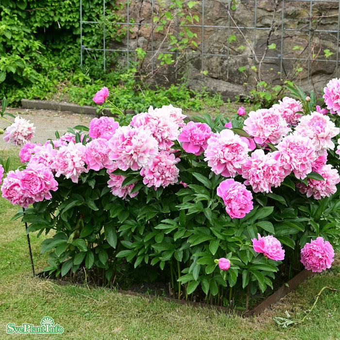 Paeonia lactiflora 'Pink Parfait' A-kval C4