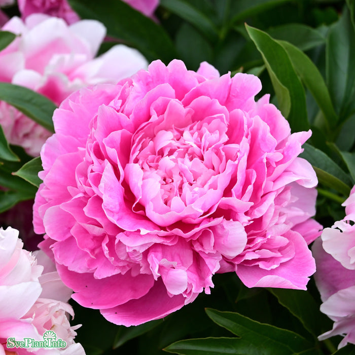 Paeonia lactiflora 'Pink Parfait' A-kval C4