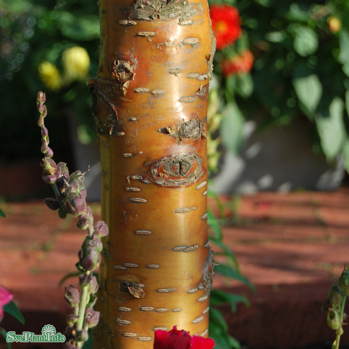 Prunus maackii 'Amber Beauty' Solitär Flerstam C50 250-250cm