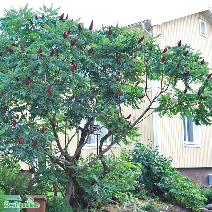 Rhus typhina Solitär C80 300-350cm