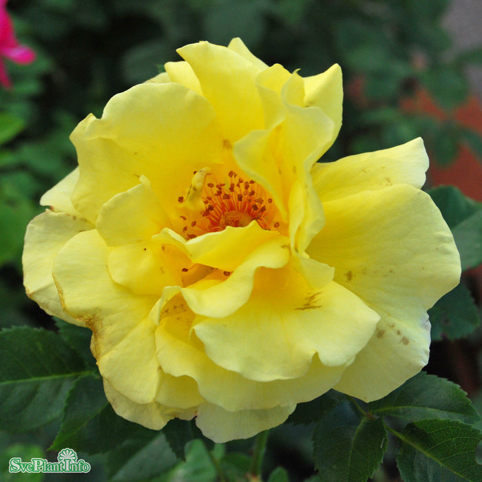 Rosa 'Lichtkönigin Lucia' A kval C4