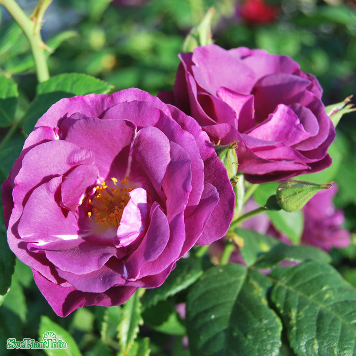 Rosa 'Rhapsody in Blue' A kval C4