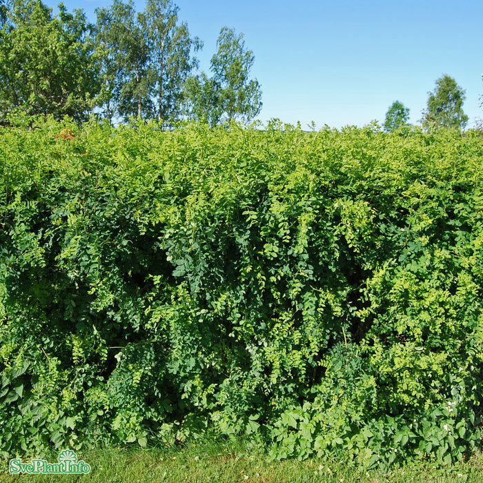 Caragana arborescens Busk C3,5