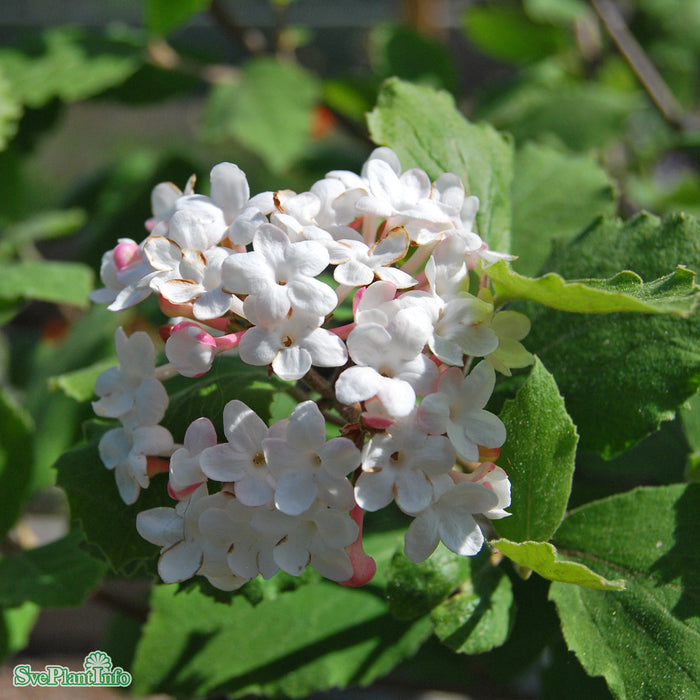 Viburnum carlesii 'Aurore' Solitär C20 100-125cm