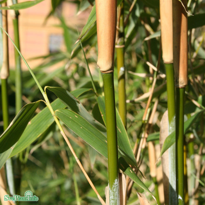 Fargesia murielae 'Jumbo' Solitär C20 100-125cm
