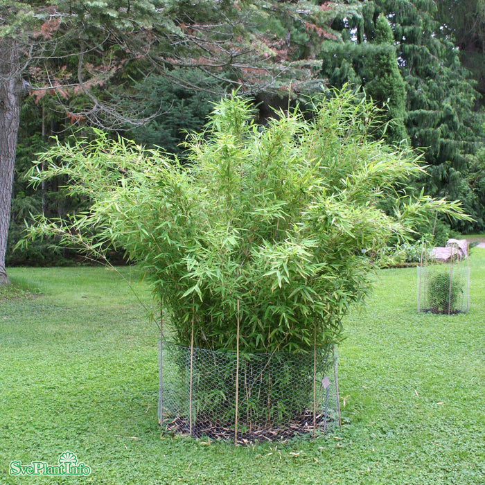 Fargesia murielae 'Jumbo' Solitär C20 100-125cm