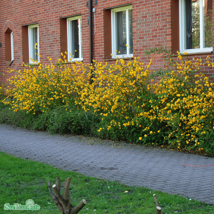 Kerria japonica 'Pleniflora' C3,5