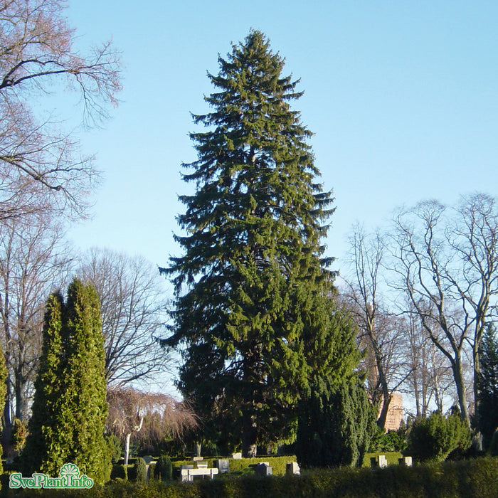 Picea abies Kl 125-150cm