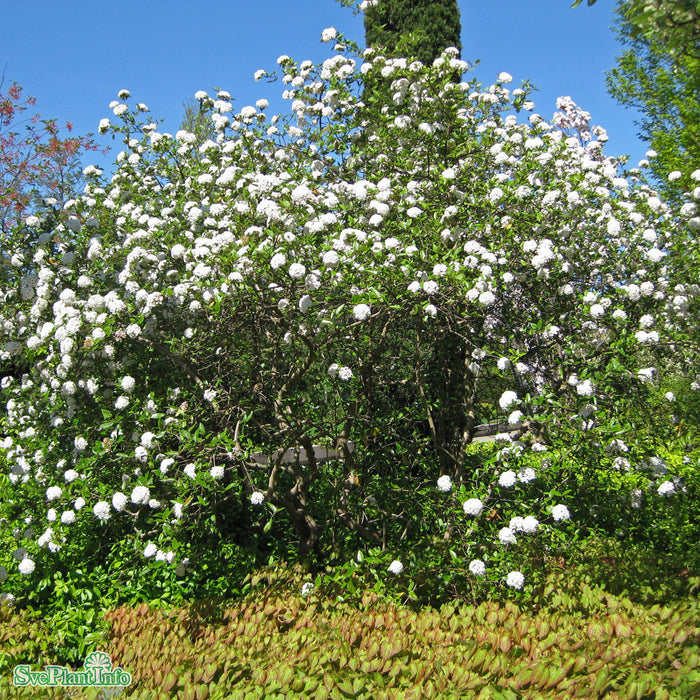 Viburnum burkwoodii Solitär C12 80-100cm