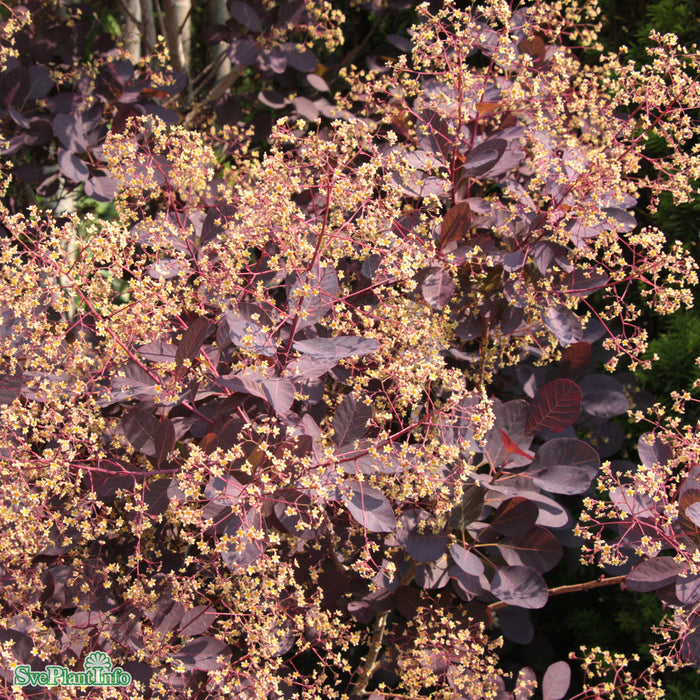 Cotinus coggygria 'Royal Purple' Busk C4,5