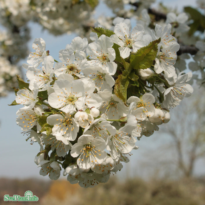 Prunus avium 'Stella' E P.Colt Stam 2-års A-kval Co