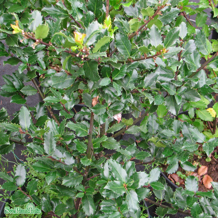 Ilex meserveae 'Blue Maid' C12 100-125cm