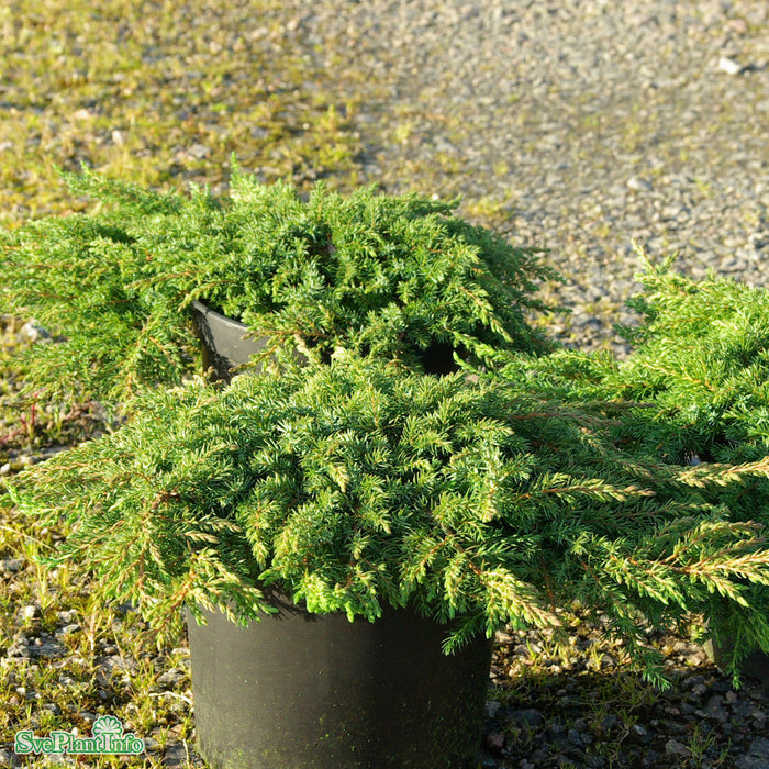 Juniperus communis 'Green Carpet' 30-40 Co