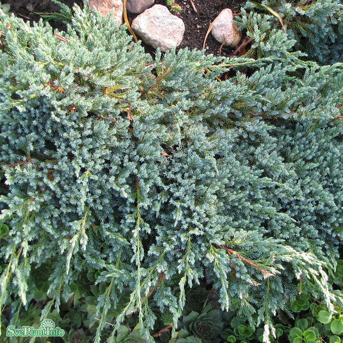 Juniperus squamata 'Blue Carpet' C 4,6 30-40cm