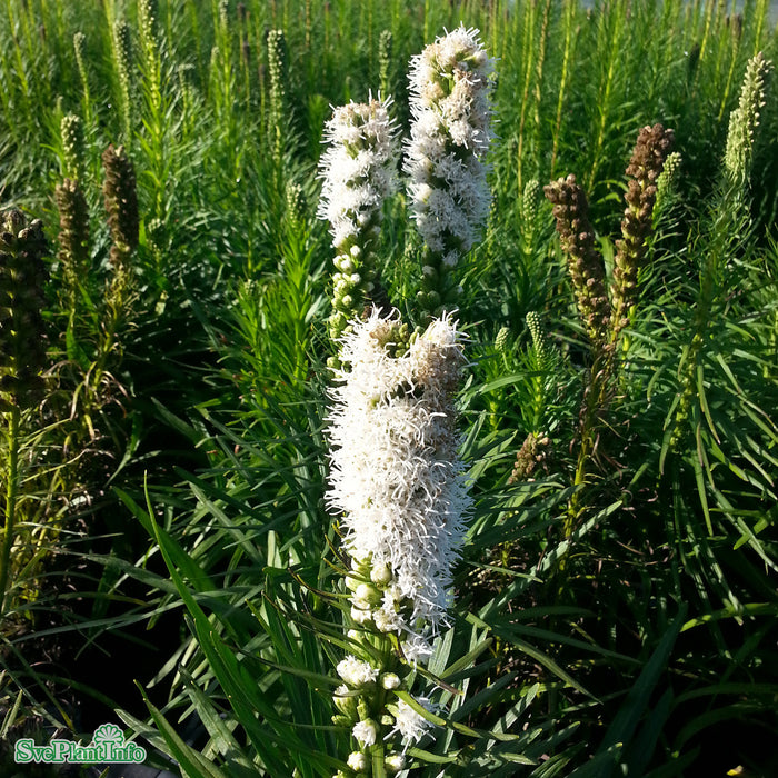 Liatris spicata 'Alba' A-kval